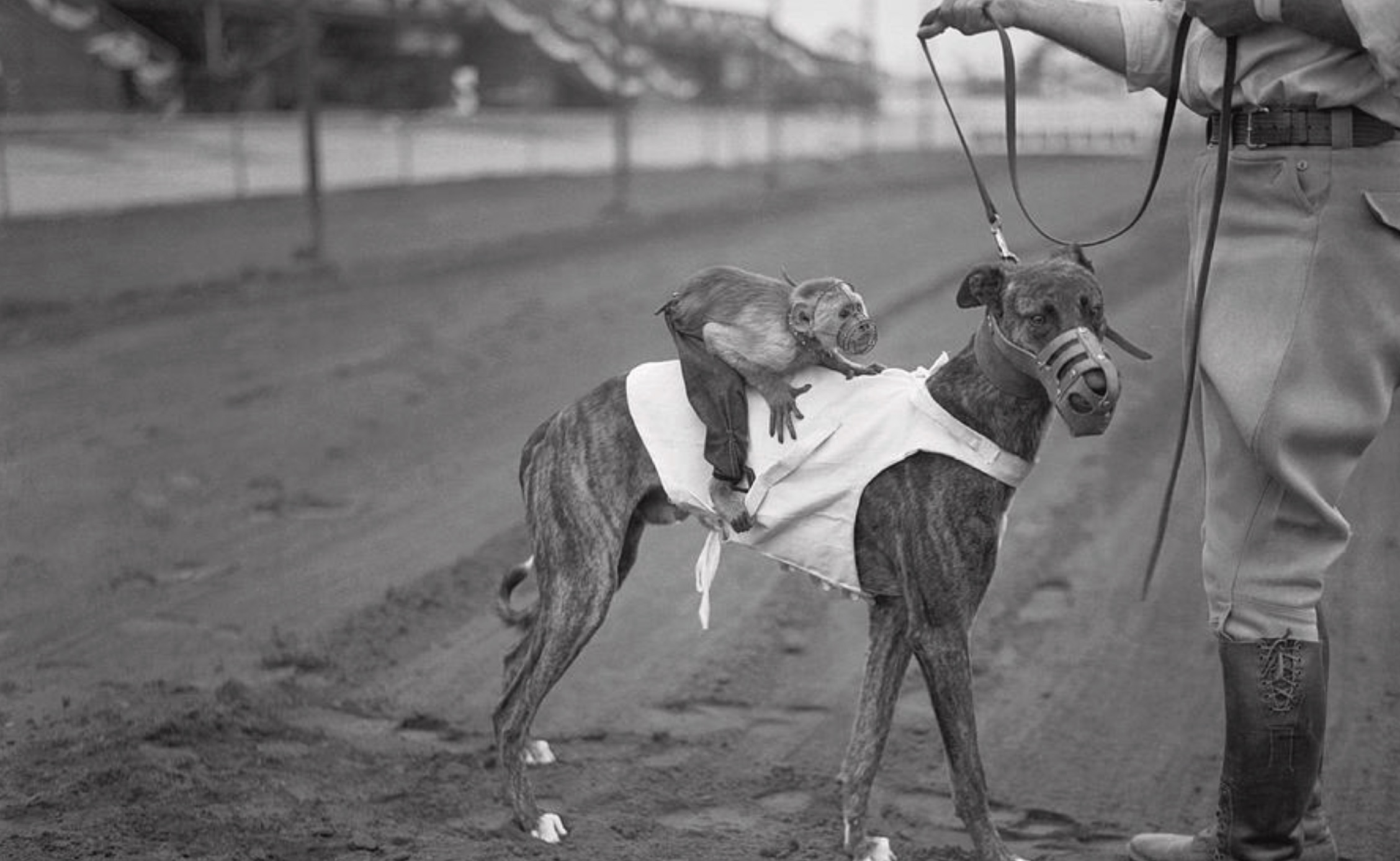 Greyhound racing